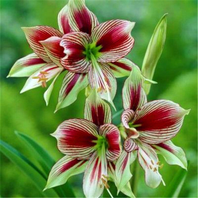 Hippeastrum vittatum ดอกไม้ธรรมชาติมีกลิ่นหอมหลอด Amaryllis 2ชิ้น