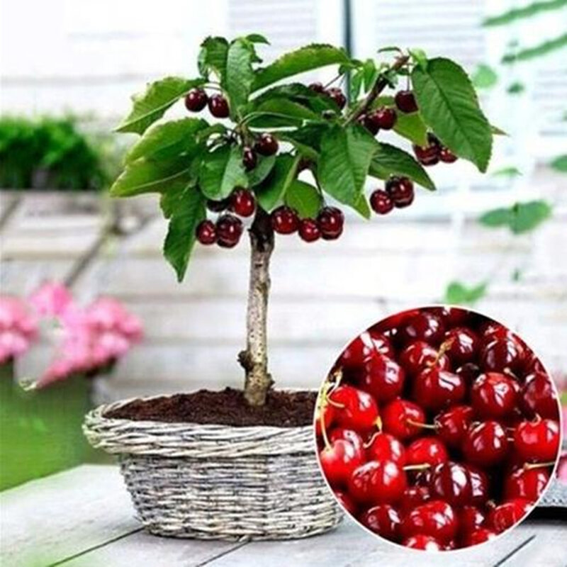 15 pçs sementes de cereja doce aromaterapia incenso legumes frutas perfumadas incenso D2K-E
