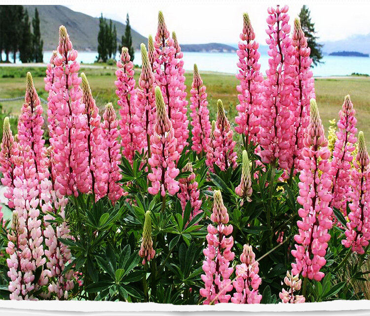 10 pçs colorido "lupinus micranthus guss" rosa carnuda incenso natureza plantas frescas flores suculentas incenso