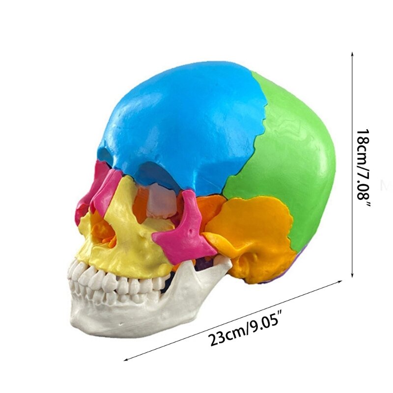 نموذج جمجمة بشري مفكك بالألوان تشريحي 4D للقلب والأوعية الدموية جديد دروبشيب