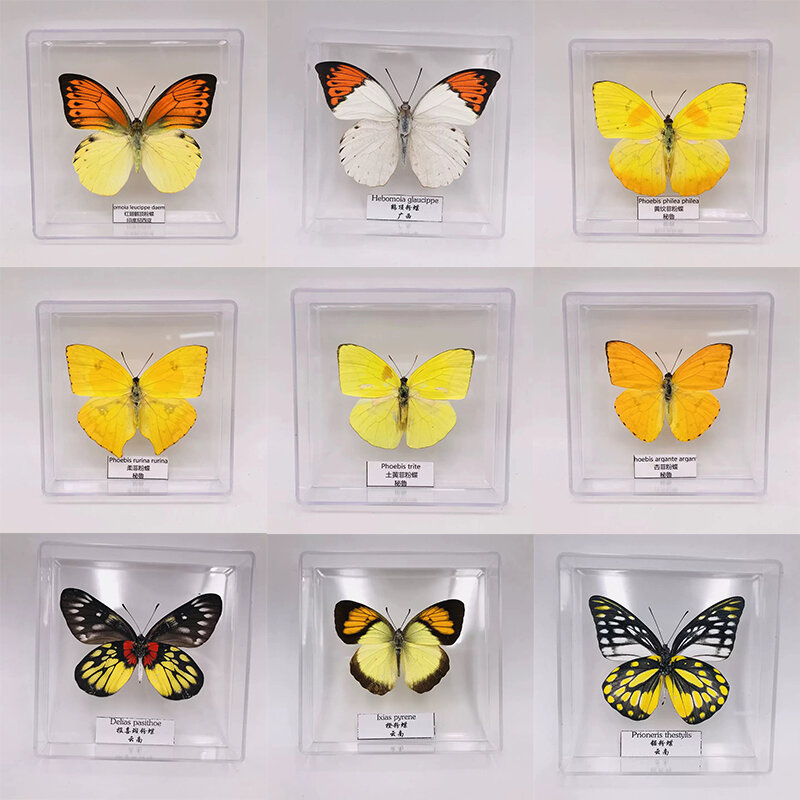Adornos de espécimen de mariposa, fotografía, artesanía de estudiante, juguetes para niños, regalo de cumpleaños, caja transparente
