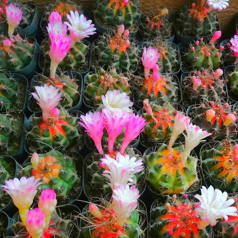 50Pcs "Gymnocalycium Mihanovichii Cactus-Feimudanjing" Vlezige Rose Wierook Natuur Planten Verse Succulent Bloemen Wierook