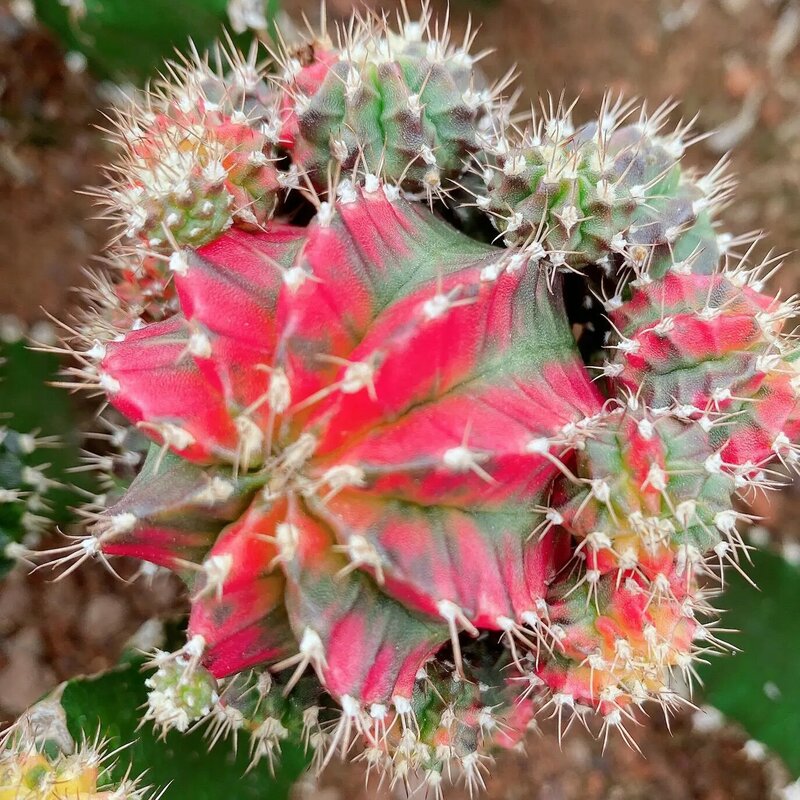 50PCS " Gymnocalycium mihanovichii cactus - feimudanjing " Fleshy Rose Incense Nature Plants Fresh Succulent Flowers Incense