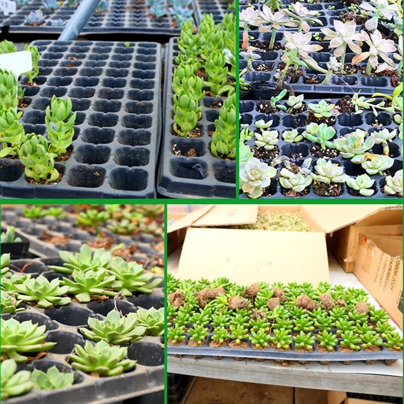 Bandeja de plástico para macetas de vivero de flores, caja de plántulas para insertar en el caja para germinación, suministros para macetas de jardín