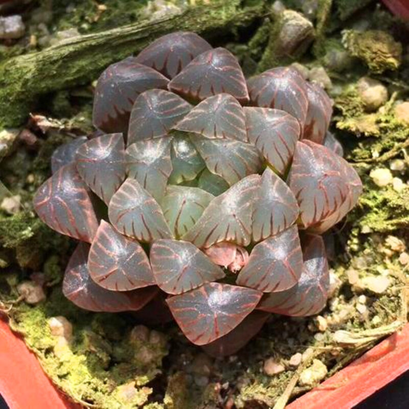 50 Stuks Plant Geurige Vlezige Shining Succulenten Tuin Badkamermeubel Leuke Cactus Houten Meubelen C3V-U