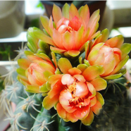 100 Buah Warna-warni "Gynocalycium Baldianum Cactus-Feihuayu" Berdaging Mawar Dupa Alam Tanaman Segar Bunga Sukulen Dupa