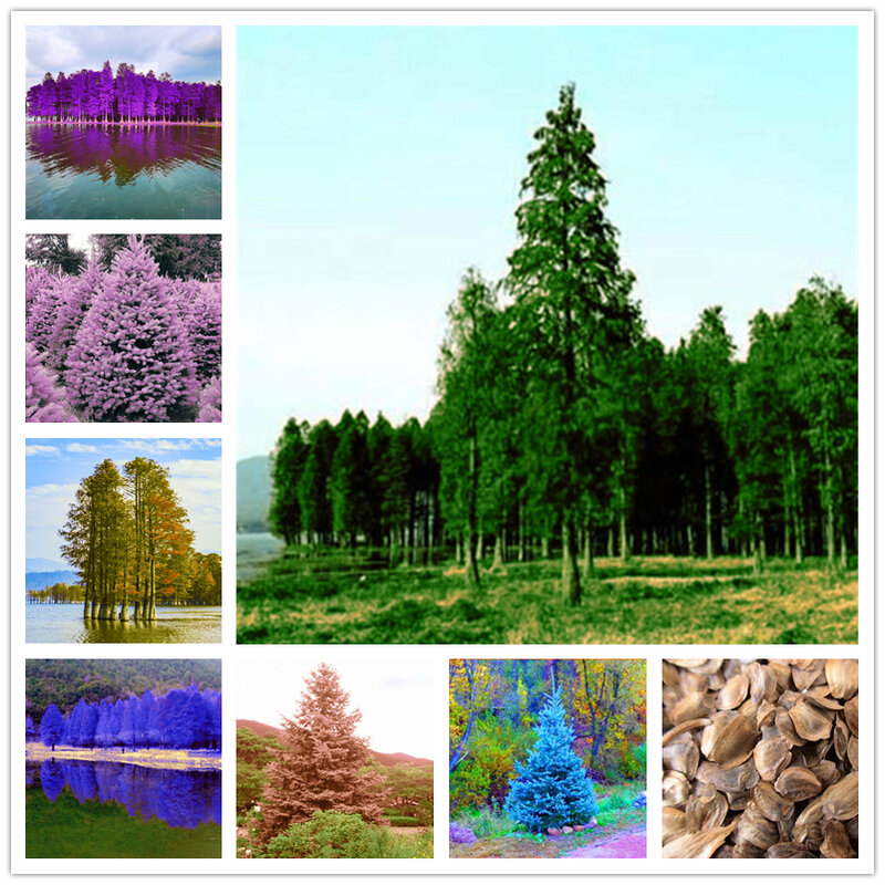 10ชิ้น/แพ็คสีฟ้า Abies Fargesii ธรรมชาติพืชที่มีสีสัน Cedar ห้องน้ำ Fir ต้นไม้เฟอร์นิเจอร์ไม้ K9D-M