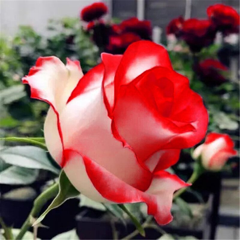100Pcs Neue Rugosa Rose Blume Hause Möbel Duftenden Mehrjährige Rose Bunte Doppel Blütenblatt Blumen Holz Bad Schrank Y1B-J