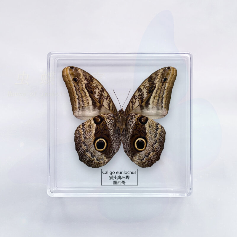 Farfalla campione ornamenti fotografia studente artigianato giocattoli per bambini regalo di compleanno scatola trasparente