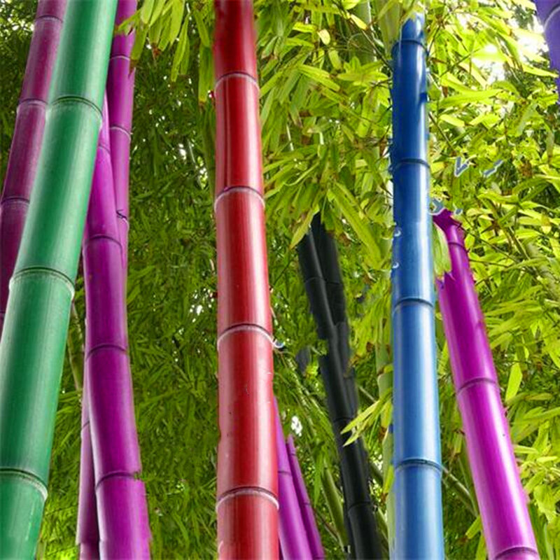 30 Buah Furnitur Rumah Bambu Moso Raksasa Langka Bambu Warna-warni Bambu Pohon Lako Kabinet Kamar Mandi Kayu U9J-K