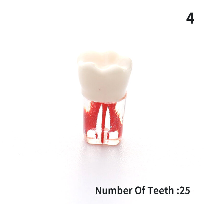 1 pz modello di dente modello di dente endodontico dentale in resina con canale radicolare colorato e pratica della polpa