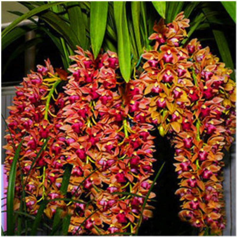200Pcs Cymbidium Floribundum Orchid Flowers Home Furniture 4 Seasons Flowering Colorful Boat Orchids Wood Bathroom Cabinet W2R-N