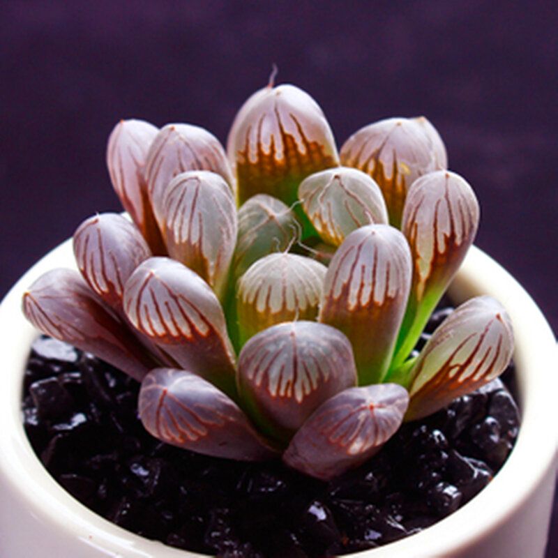 100Pcs 혼합 Succulents 꽃 홈 가구 Lithops 생활 돌 귀여운 Succulents 식물 향기로운 나무 욕실 캐비닛 B6U-P