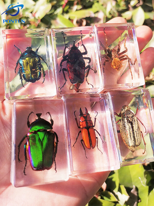 Resin Spesimen Hewan Serangga Laba-laba Bervariasi Kepiting Kalajengking Scarab Koleksi Spesimen Dekorasi Ilmu Anak-anak Kejutan Amber