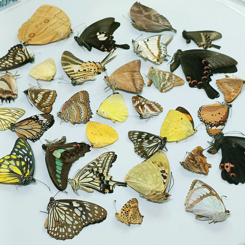 Настоящие образцы бабочек, насекомые, не вся осанка, не раскрываются  крыльями, оригинальные бабочки для студентов, Обучающие коллекции ручной  работы / Украшения для дома