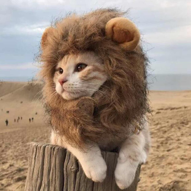 Peruca de leão traje gatos acessórios bonito engraçado pequeno e médio porte acessórios para animais de estimação leão juba para gato pet decoração