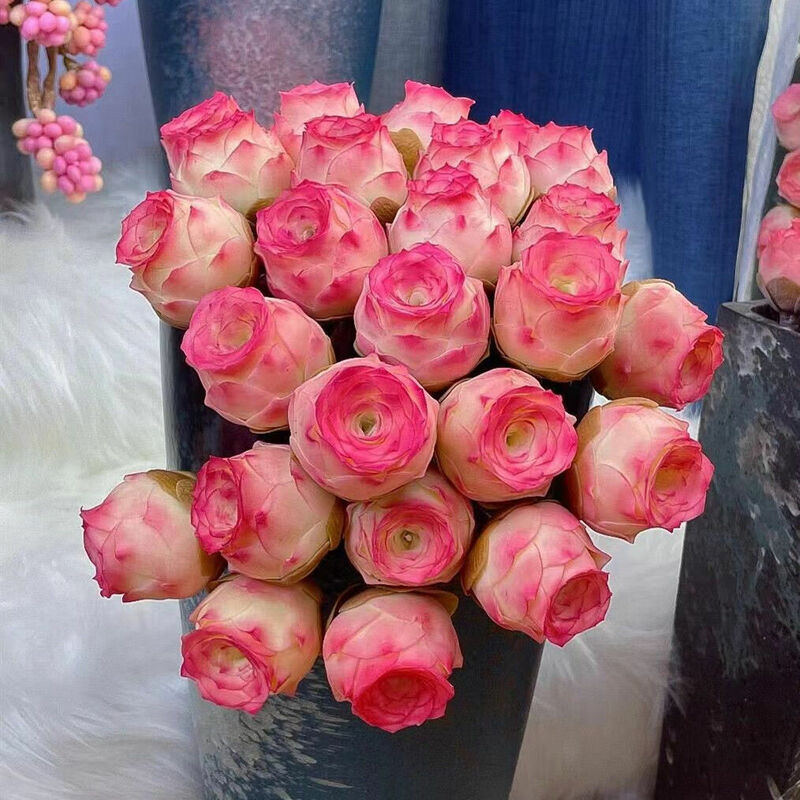 50PCS "Greenovia-Shandimeigui" Fleshy Rose ธูปธรรมชาติพืชสด Succulent ดอกไม้ธูป