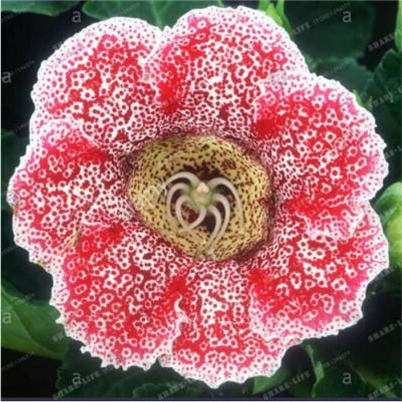 100Pcs หอม Honeysuckle ดอกไม้เมล็ดที่มีสีสันห้องน้ำ Sinningia Gloxinia พืชไม้เฟอร์นิเจอร์ G2N-J