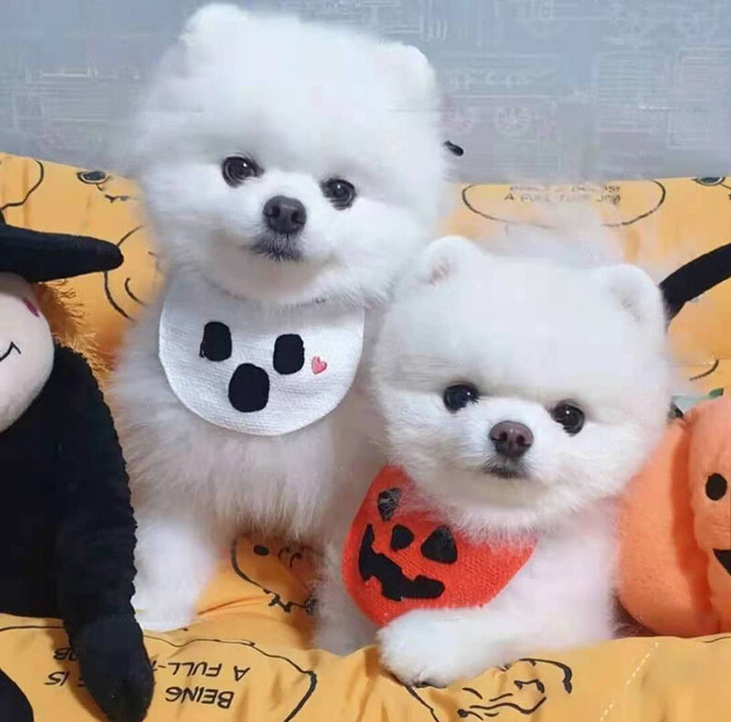 Halloween Pet Bib Ins Style Cross-Border Dog Bib Saliva Towel Cat Scarf Korean Puppy Funny