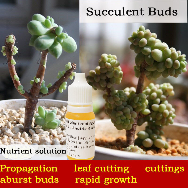 10ml Succulent old piles, burst buds, rapid growth, refined obesity agent, leaf cutting progenitor rooting nutrient solution
