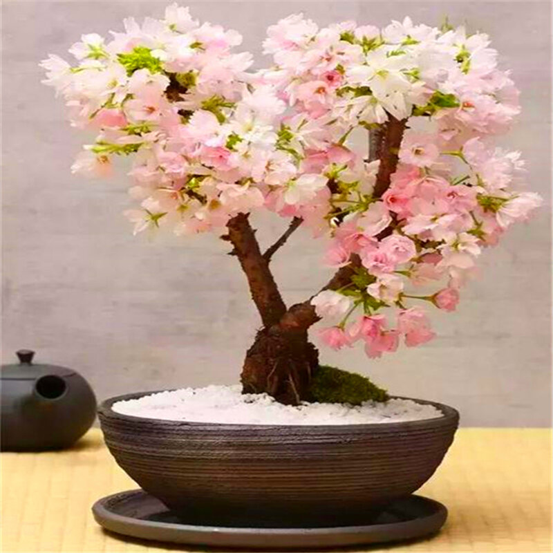 15 pçs mini sakura madeira banheiro gabinete natureza fragrância bonito sakura árvores móveis para casa C8J-E