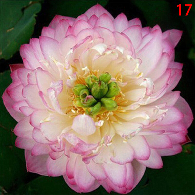 3個の蓮の種子,アロマテラピー,高品質の香り,D1J-O