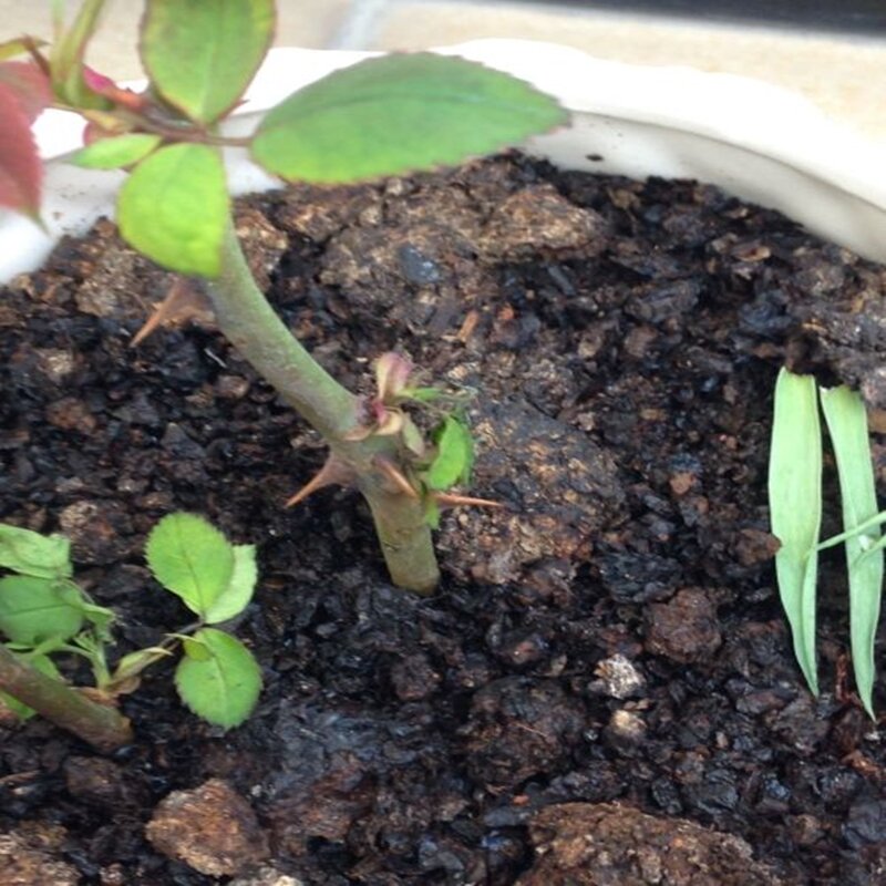 100 Buah Mendaki Geranium Pelargonium Peltatum Pohon Dupa Warna-warni Bunga Mawar Tanaman Harum Dupa Harum G9J-Z