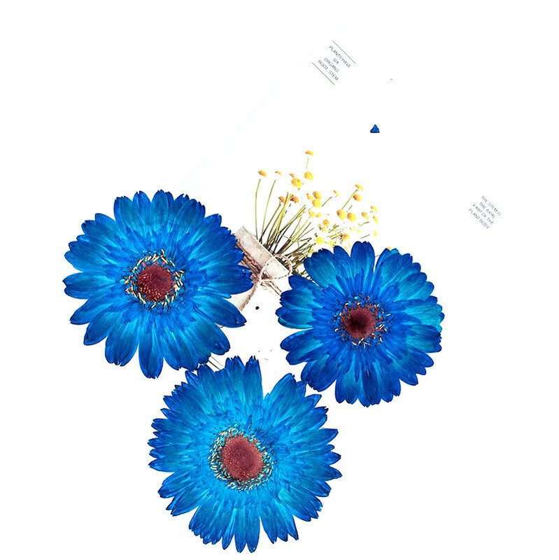 Flores secas prensadas de Gerbera, flor seca Natural para fabricación de joyas de resina, jabón y fabricación de velas, 5 piezas
