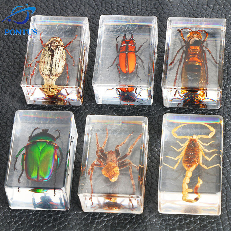 Resina animal espécime inseto aranha variada caranguejo escorpião escaravelho coleção espécime decoração ciência crianças surpresa âmbar