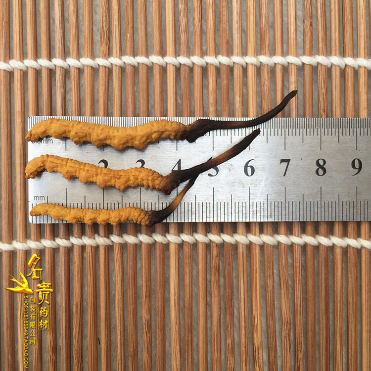 Imitacja jedzenia Cordyceps Sinensis z tybetu Himalayan Cordyceps Sinensis urodziny prezenty 100 sztuk/worek