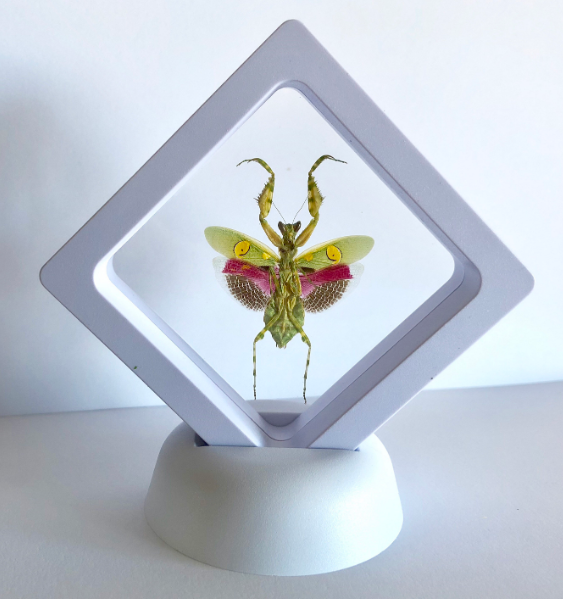 Echt Insect Specimen Blad Mantis Creobroter Gemmatus Onderwijs Populaire Wetenschap Hobby Collection Tentoonstelling Woonaccessoires