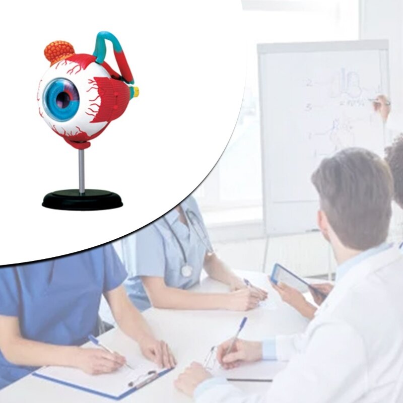 Modelo de globo ocular anatómico, instrumento de aprendizaje y enseñanza médica, recursos de enseñanza de ciencias médicas, nuevo envío directo