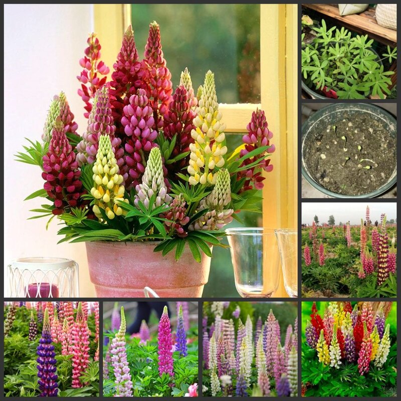 다채로운 "루피누스 미크라노스 거스" 다육이 장미 향, 자연 식물 신선한 다육이 꽃 향, 10 개