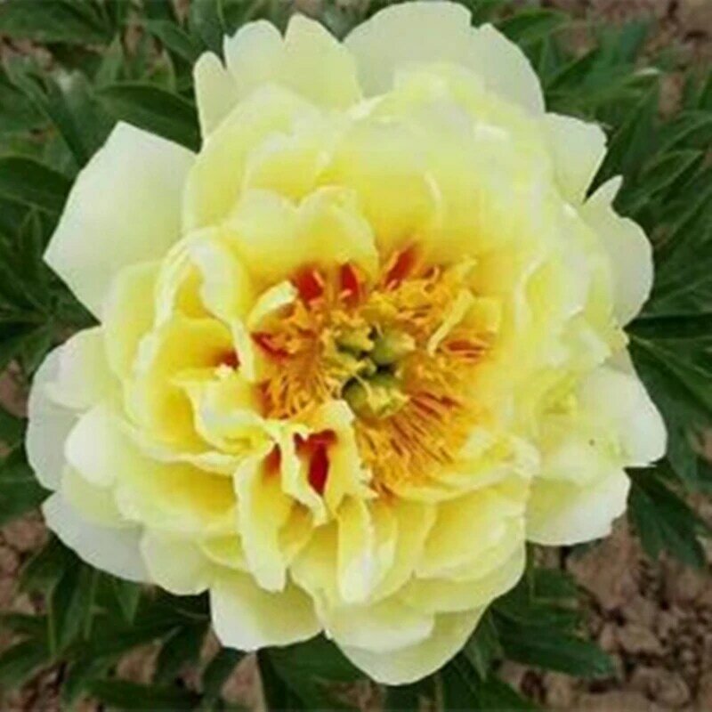 100 Buah Tanaman Berwarna-warni Bunga Peony Wangi Taman Kamar Mandi Kabinet Buah Geranium Kayu Perabot Rumah V1I-L
