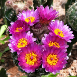 100Pcs Kleurrijke "Gymnocalycium Baldianum Cactus-Feihuayu" Vlezige Rose Wierook Natuur Planten Verse Succulent Bloemen Wierook