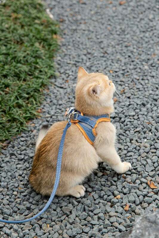Mèo Deerskin Nhung Lực Kéo Dây Lần Loại Dây Velcro Ngực 2 Dây Đeo Chống Thoát Chó Đi Dạo Dạ Quang Đặc Biệt Dây