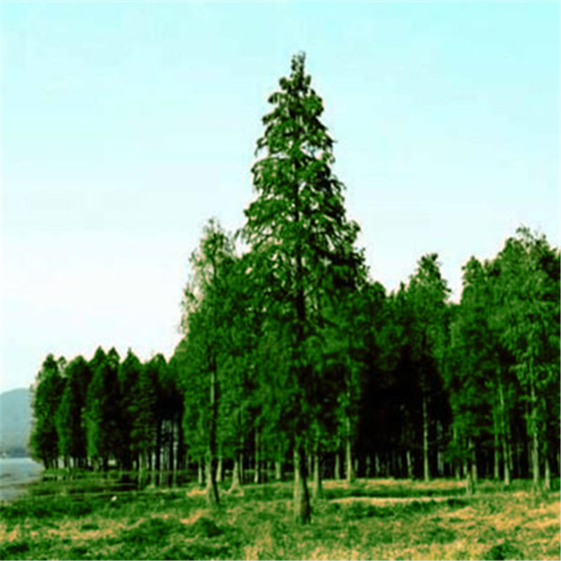 10ชิ้น/แพ็คสีฟ้า Abies Fargesii ธรรมชาติพืชที่มีสีสัน Cedar ห้องน้ำ Fir ต้นไม้เฟอร์นิเจอร์ไม้ K9D-M