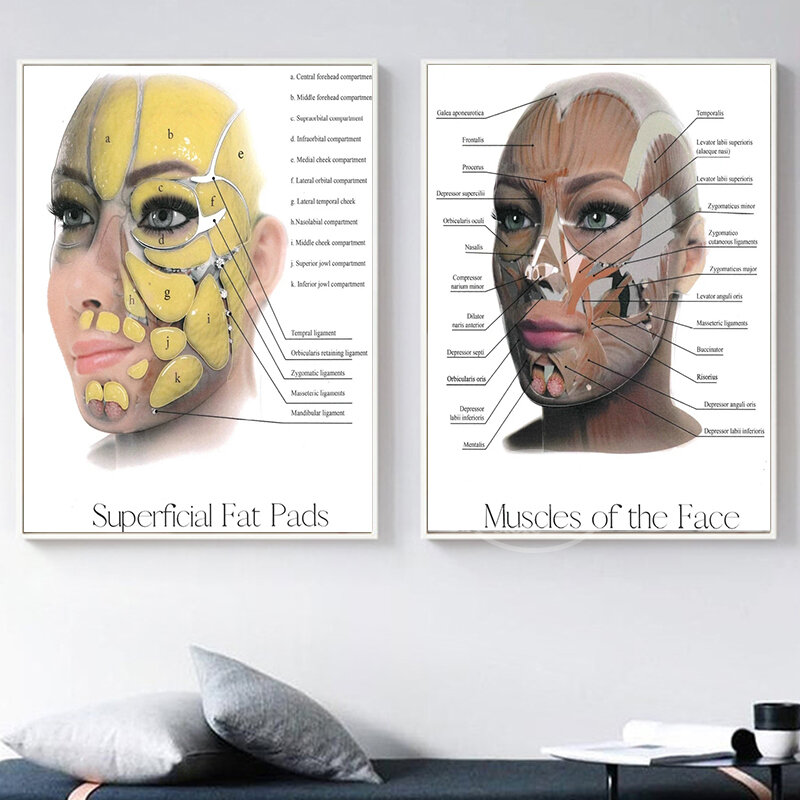 얼굴 해부학 근육 정맥 상세한 차트 과학 예술 인쇄 캔버스 포스터 의료 클리닉 교육 벽 예술 홈 인테리어