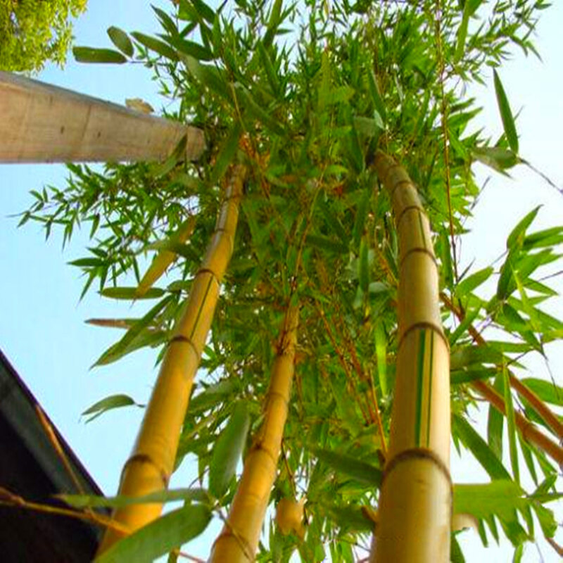 30 Buah Dupa Bambu Moso Raksasa Langka Indah Langka Rumah Eksotis Bambu Pohon Lako Tanaman Dupa Harum E3N-U