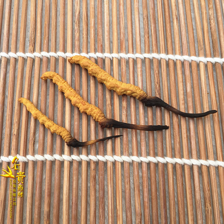 Makanan Simulasi Cordyceps Sinensis dari Tibet Himalayan Cordyceps Sinensis Hadiah Ulang Tahun 100 Buah/Tas