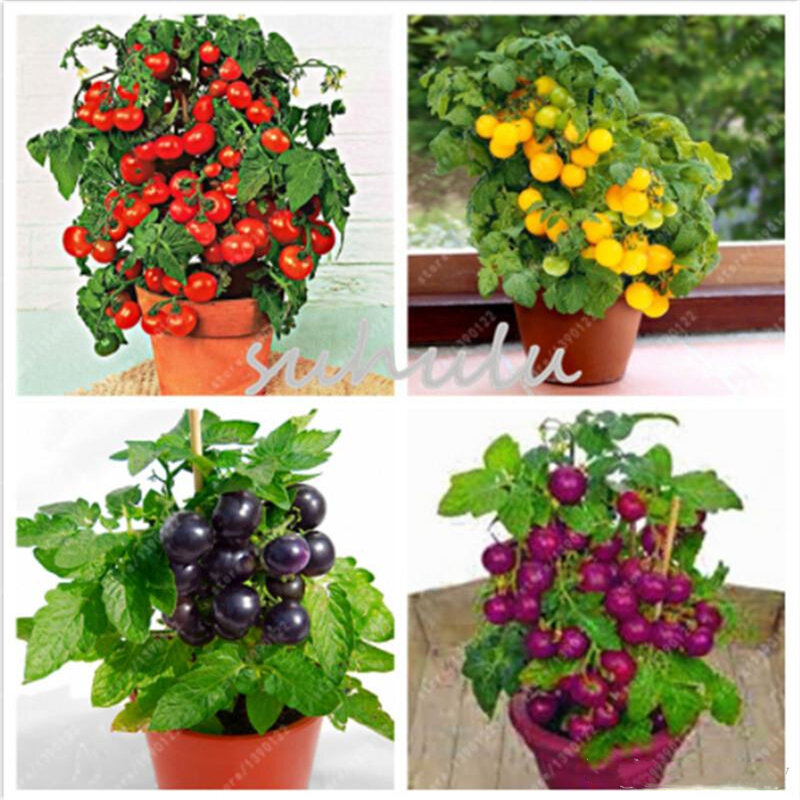 150Pcs Colorful Fruits Tomato Flower Home Furniture Organic Colorful Cherry Tomato Tree Wood Bathroom Cabinet S5C-K