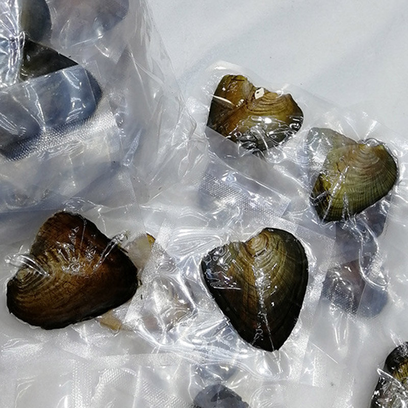1 stück Austern Echt Perle Geschenke für DIY Schmuck, Die Entdeckungen Zubehör 7-8mm