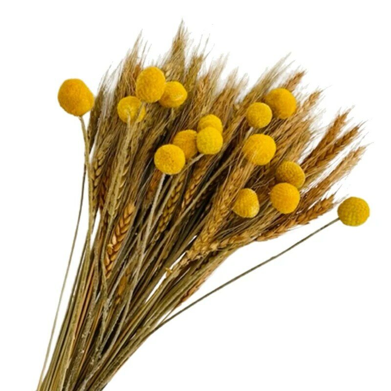 100 pçs secos talos de trigo para decoração & 15 hastes amarelo billy bolas botões, outono queda flores artificiais para decoração