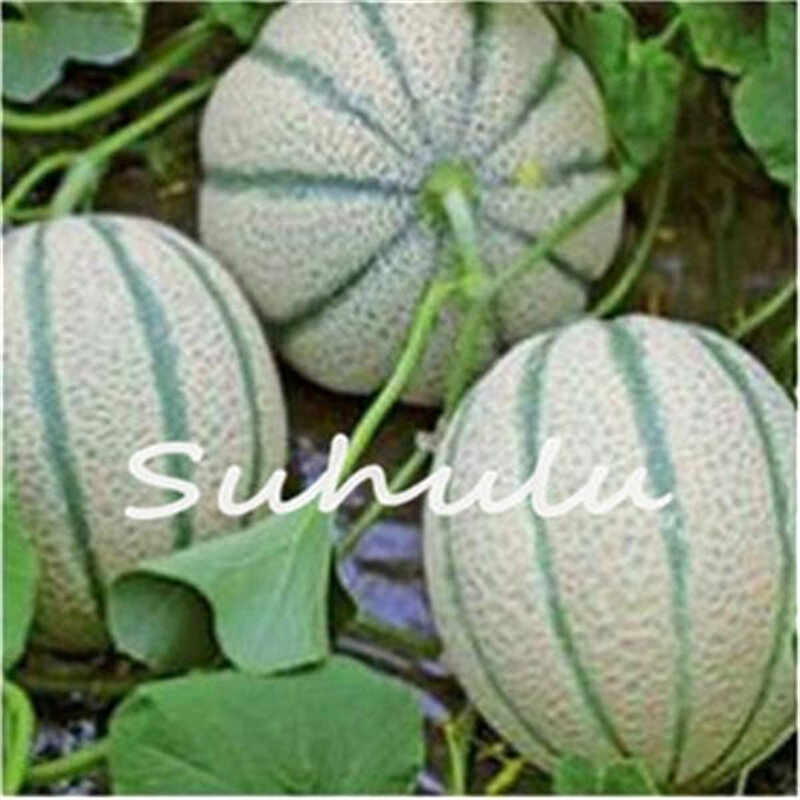 30 sztuk świeże kantalupa miód Melon kadzidło oczyścić powietrze pachnące owoce słodki miód Muskmelon kwiaty natura rośliny kadzidło