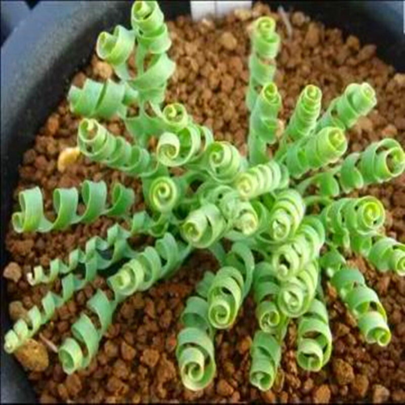 150Pcs Spring Grass Succulent Plant Potted Home Bathroom Cabinet Exotic Spiral Grass Flower Wood Home Furniture Y4K-A