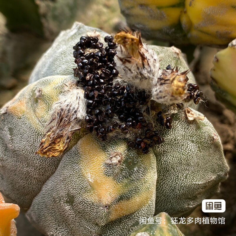 50PCS Bunte "Astrophytum myriostigma kaktus-luanfengyu" Fleischigen Rose Weihrauch Natur Pflanzen Frische Sukkulenten Blumen Weihrauch