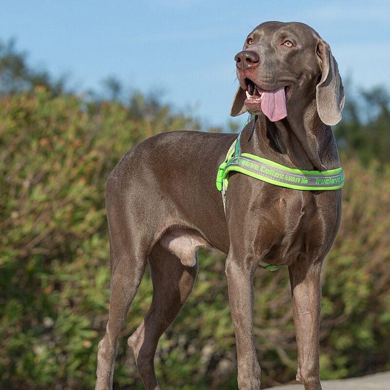 Truelove Pet Harness Neoprene Padded Nylon Webbing Dog Vest Lightweight 3M Reflective Strap Harness for Dogs TLH58121