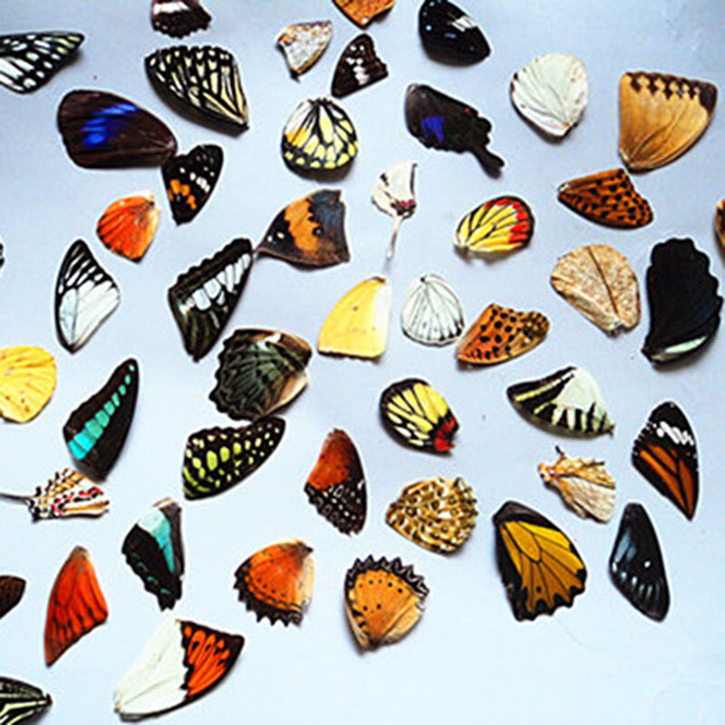Alas de mariposa reales DIY, joyería hecha a mano, pegatinas creativas, Embalaje de tamaño mixto, suministros de artesanía y arte de resina