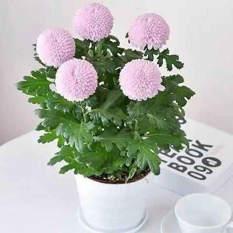 Table tennis chrysanthemum seeds four seasons potted about 100 capsules