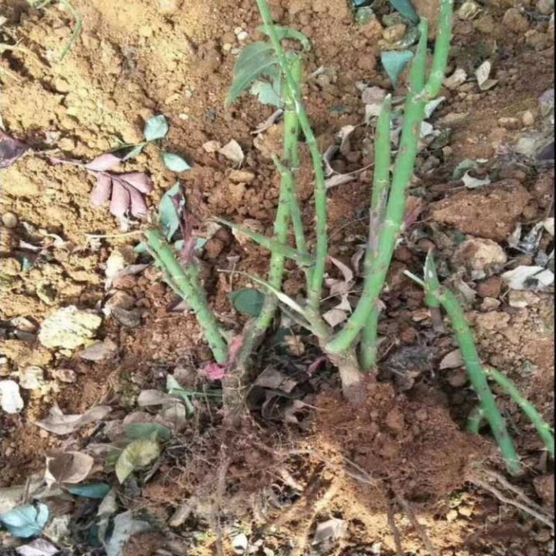 100 Buah Mendaki Geranium Pelargonium Peltatum Pohon Dupa Warna-warni Bunga Mawar Tanaman Harum Dupa Harum G9J-Z